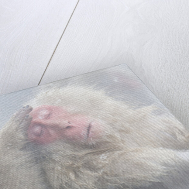 Japanese Macaque Grooming Another in Hot Spring by Anonymous