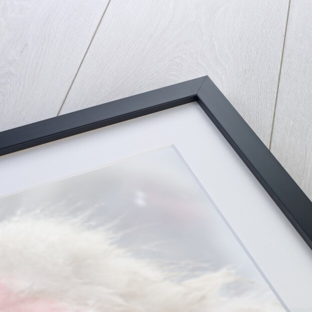 Japanese Macaque Grooming Another in Hot Spring by Anonymous