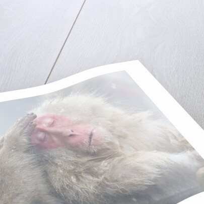 Japanese Macaque Grooming Another in Hot Spring by Anonymous