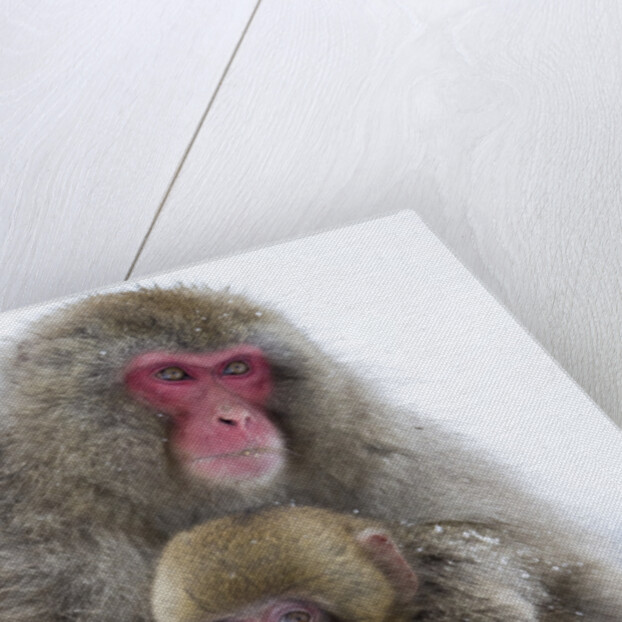 Japanese Macaque Family by Anonymous