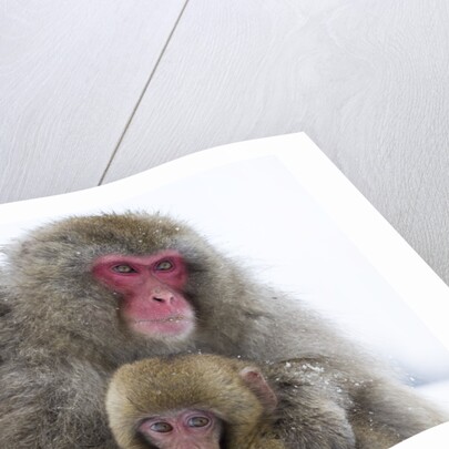 Japanese Macaque Family by Anonymous