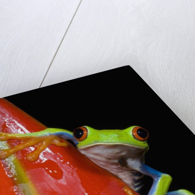 Red-eyed Tree Frog by Anonymous