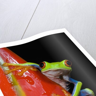 Red-eyed Tree Frog by Anonymous