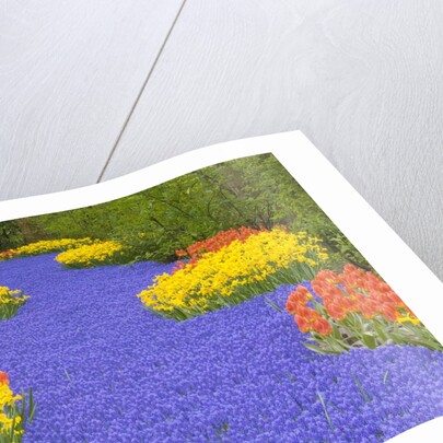 Flowers at Keukenhof Garden by Anonymous