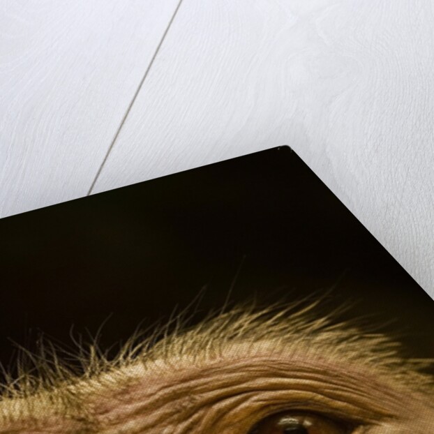 Eyes of Chacma Baboon by Anonymous