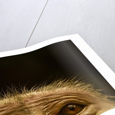 Eyes of Chacma Baboon by Anonymous