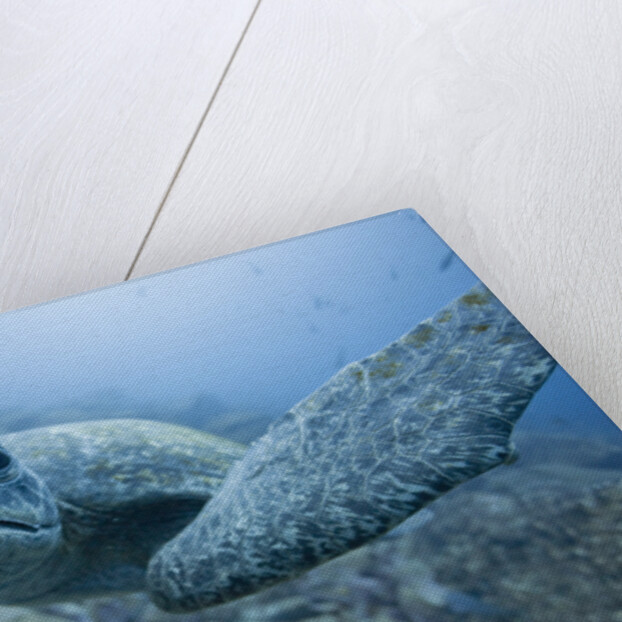 Green Turtle in the Galapagos Islands by Anonymous