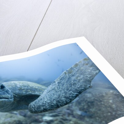 Green Turtle in the Galapagos Islands by Anonymous
