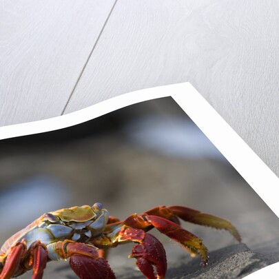 Sally Lightfoot Crab in the Galapagos Islands by Anonymous