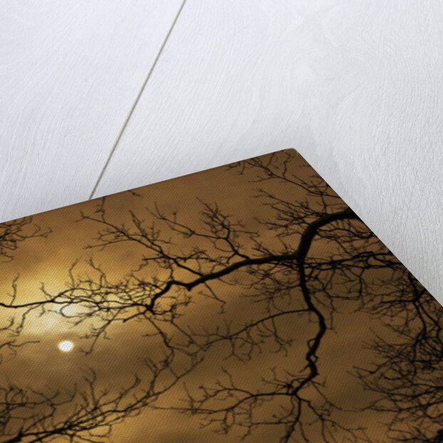 Branches Surrounding Harvest Moon by Anonymous