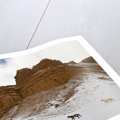 American Quarter Horses in Big Horn Mountains of Wyoming by Anonymous