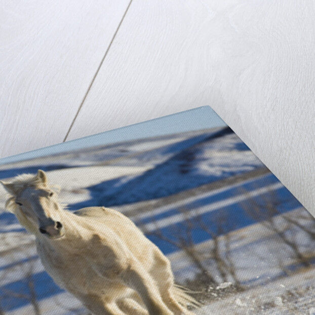 White Draft Horse Running in Big Horn Mountains in Winter by Anonymous