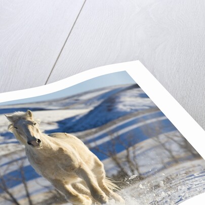 White Draft Horse Running in Big Horn Mountains in Winter by Anonymous
