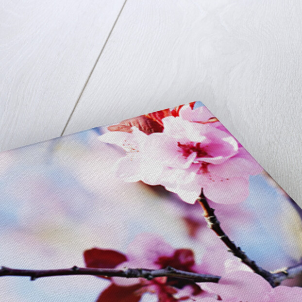 Cherry Blossom Flowers by Anonymous