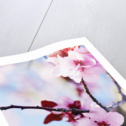 Cherry Blossom Flowers by Anonymous