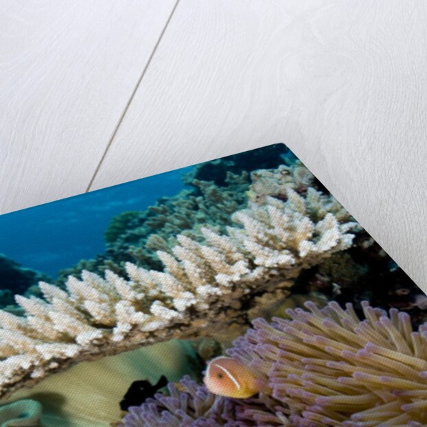 Pink Anemeonefish Peering from Tenticles of Magnificent Sea Anemone by Anonymous