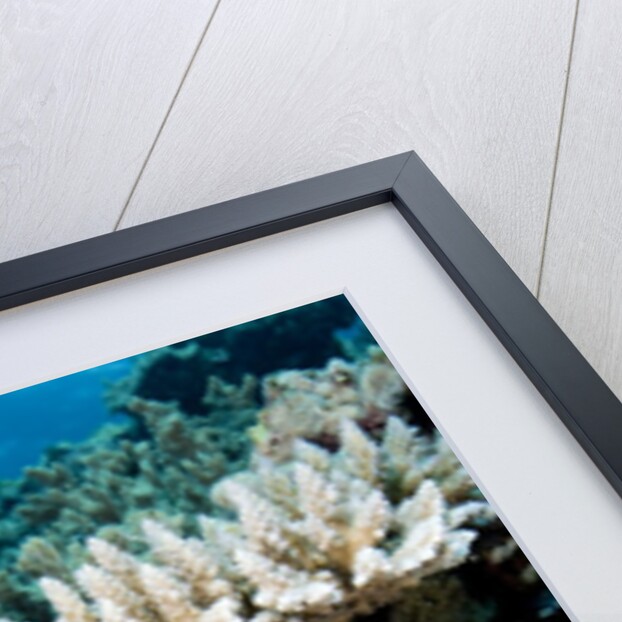 Pink Anemeonefish Peering from Tenticles of Magnificent Sea Anemone by Anonymous