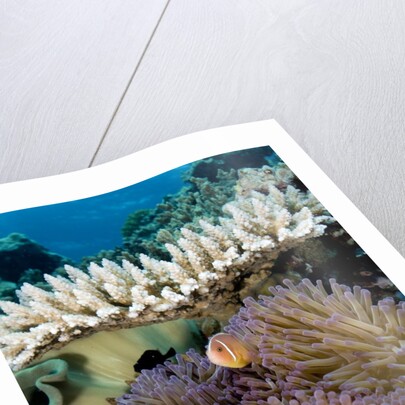 Pink Anemeonefish Peering from Tenticles of Magnificent Sea Anemone by Anonymous