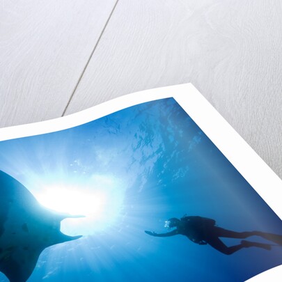 Pacific Manta and Scuba Diver by Anonymous
