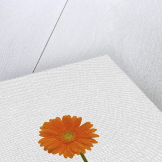 Gerbera Daisy by Anonymous