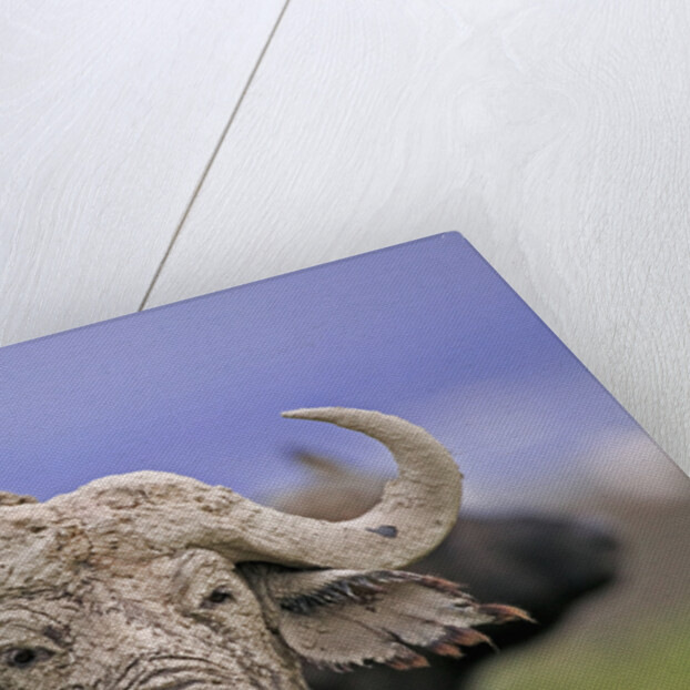 Dirty Buffalo by Anonymous