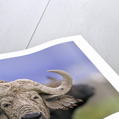 Dirty Buffalo by Anonymous