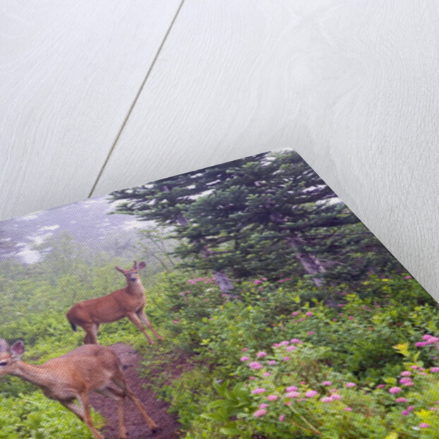 Deer on Trail in Mount Rainier National Park by Anonymous