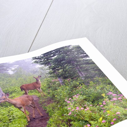 Deer on Trail in Mount Rainier National Park by Anonymous