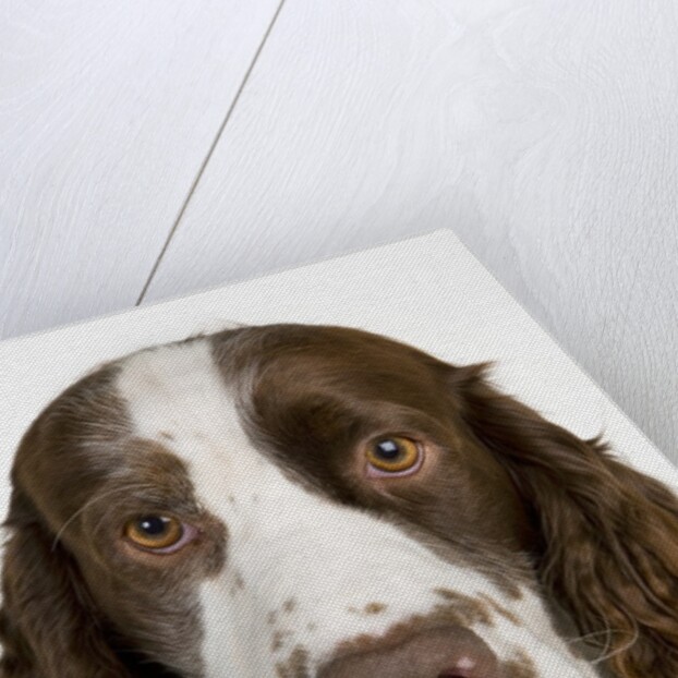 Springer Spaniel by Anonymous