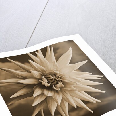 Dahlia with Clouds Behind by Tom Marks