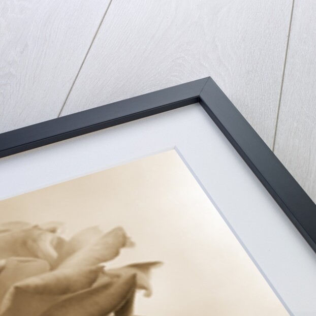 Long-Stemmed Rose by Tom Marks