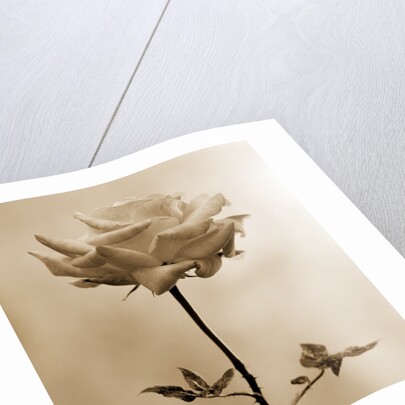 Long-Stemmed Rose by Tom Marks