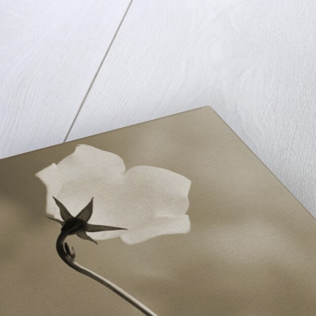 Small White Flower Stands Against Dramatic Sky by Tom Marks