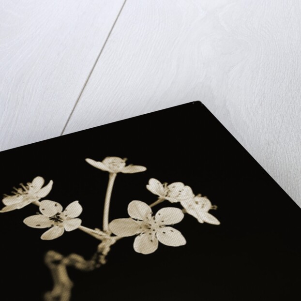 Twig of Tiny Blossoms from Hawthorn Tree by Tom Marks