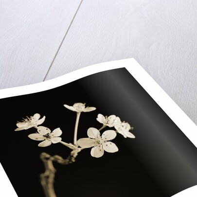 Twig of Tiny Blossoms from Hawthorn Tree by Tom Marks