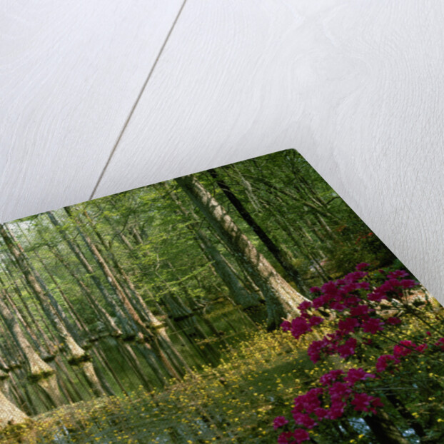 Cypress Gardens in South Carolina by Anonymous