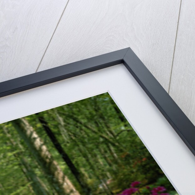 Cypress Gardens in South Carolina by Anonymous