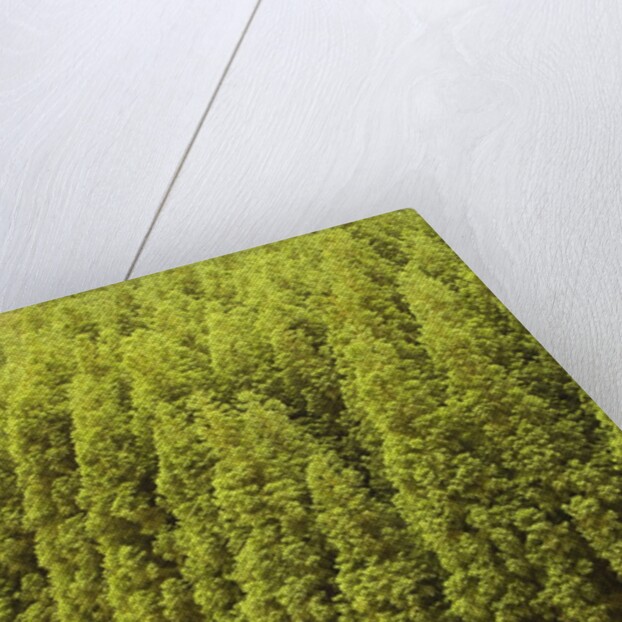 Koya Sugi Cedar Trees by Anonymous