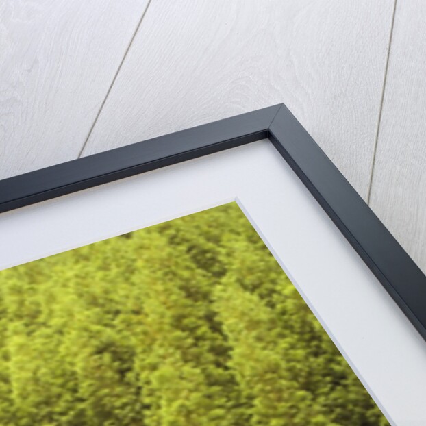 Koya Sugi Cedar Trees by Anonymous