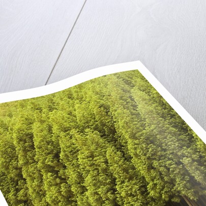 Koya Sugi Cedar Trees by Anonymous