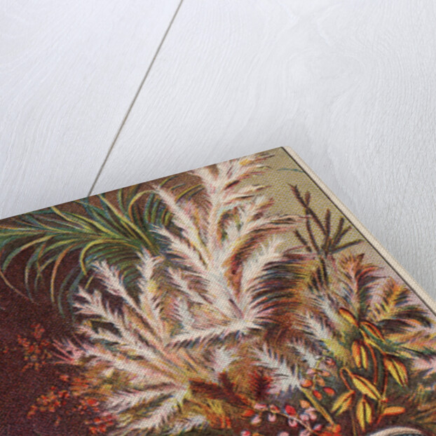 Dr. Warner's Coraline Corset Trade Card by Anonymous