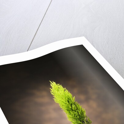 Hands Holding Small Tree by Anonymous