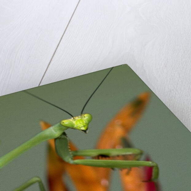 Praying Mantis on Orange Heliconia Flower by Anonymous