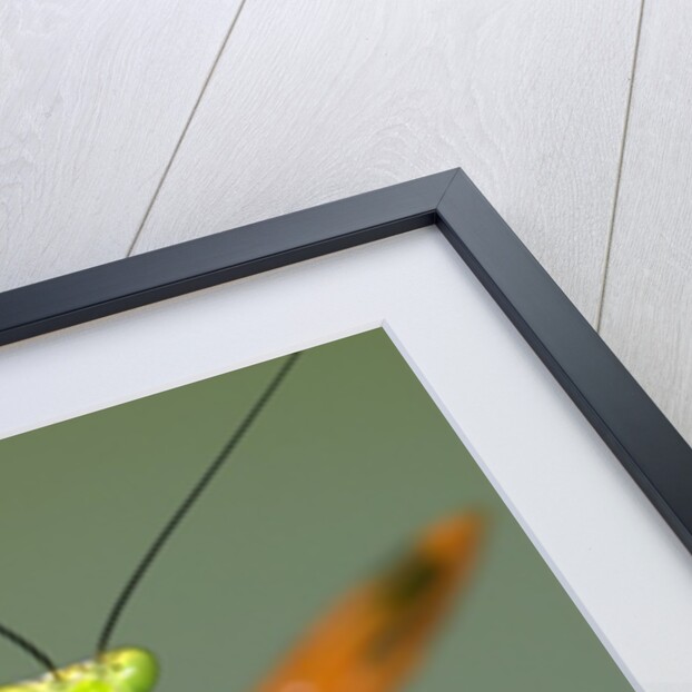 Praying Mantis on Orange Heliconia Flower by Anonymous