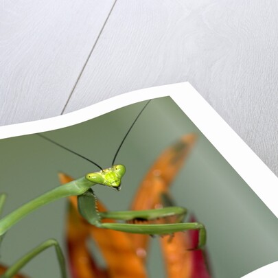 Praying Mantis on Orange Heliconia Flower by Anonymous