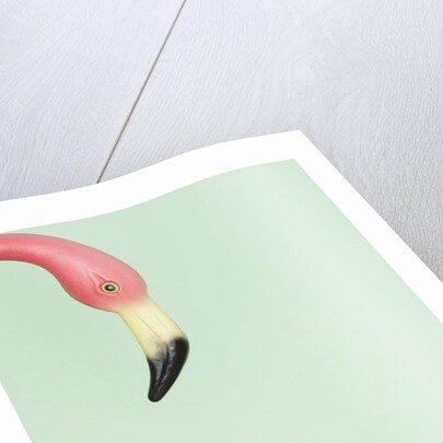 Chihuahua underneath a pink flamingo by Anonymous