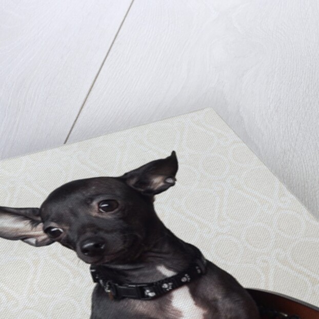 Black chihuahua perking his ears by Anonymous