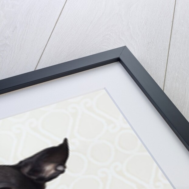 Black chihuahua perking his ears by Anonymous