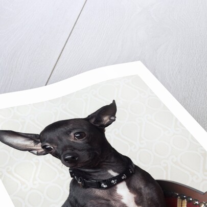 Black chihuahua perking his ears by Anonymous