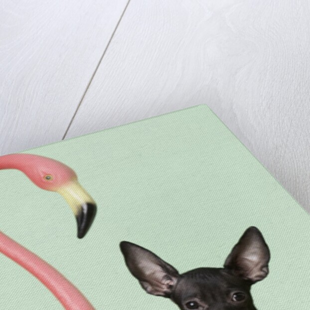 Chihuahua next to pink flamingo by Anonymous